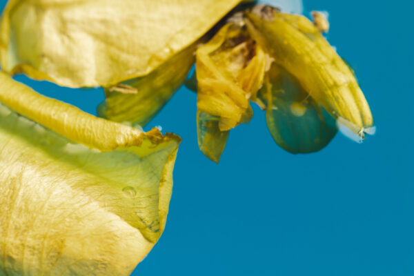 Hojas amarillas en plantas de interior: causas, diagnóstico y solución