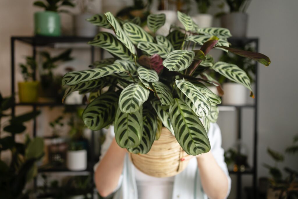 plantas para principiantes