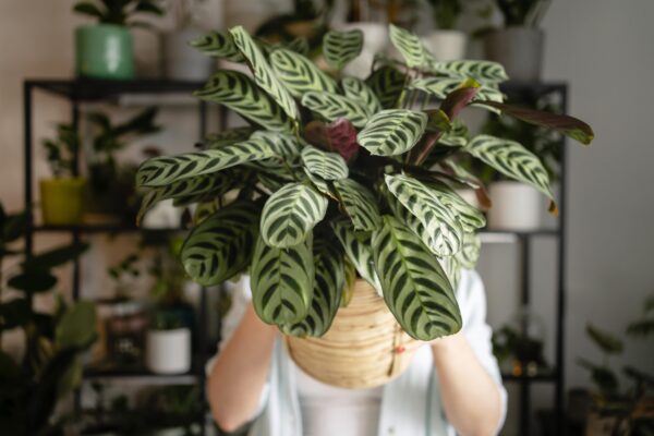Tu primera planta de interior: cinco opciones que no vas a matar