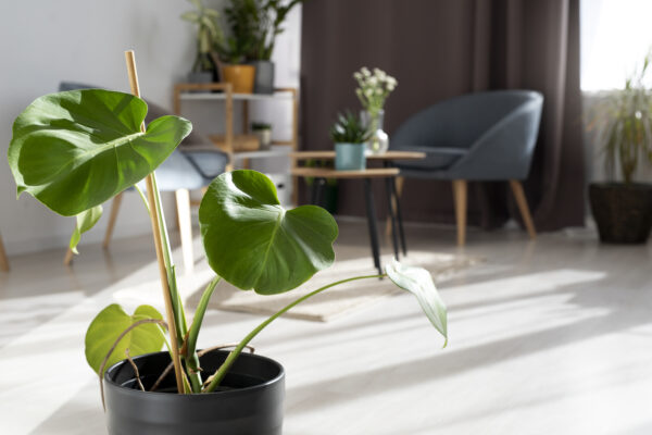 Plantas para el salón: las seis que mejor quedan y no complican la vida